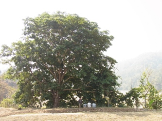 chiuri-tree